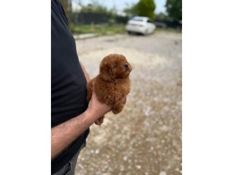 Kore kan bebek yüzlü poodle cinsi yavrularım