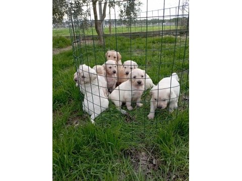 Golden retriever yavrularımız