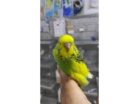 33 günlük muhabbet kuşu yavrular
