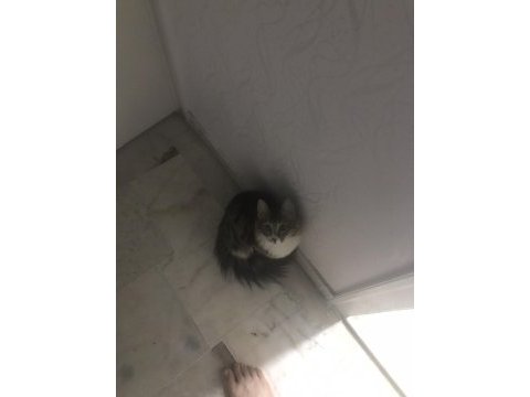 Acil 6 aylık tüyü yumuşacık dişi tekir