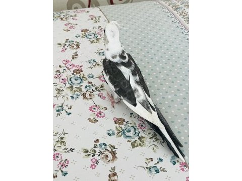 Uysal çok sağlıklı erkek sultan papağanı