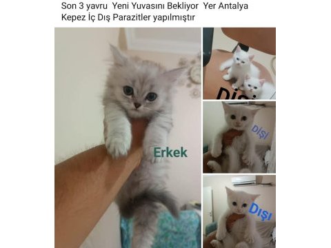 3 yavru british shorthair yeni yuvasını bekliyor
