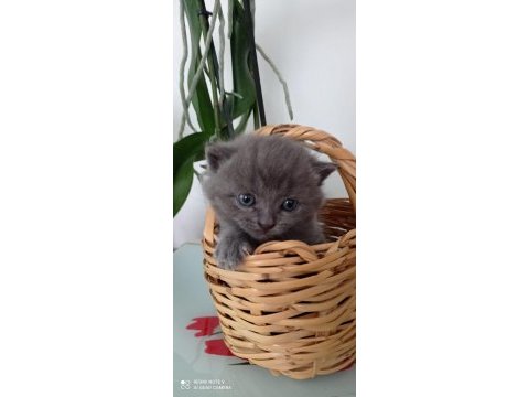 Yavru dişi uysal minik scottish fold