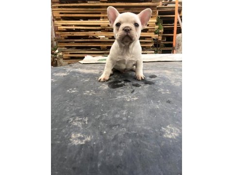 Platinyum french bulldog