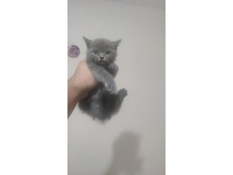 British shorthair minikler
