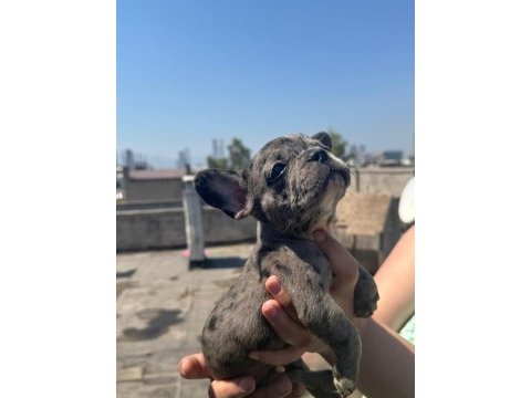 Dişi merle french bulldog