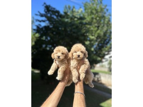 Orjinal maltipoo yavrularım
