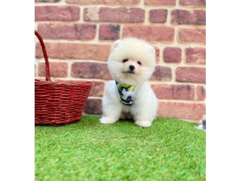 Pomeranian boo erkek köpeğimiz