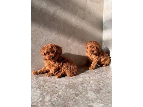 Toy poodle ırk garantili yavrular