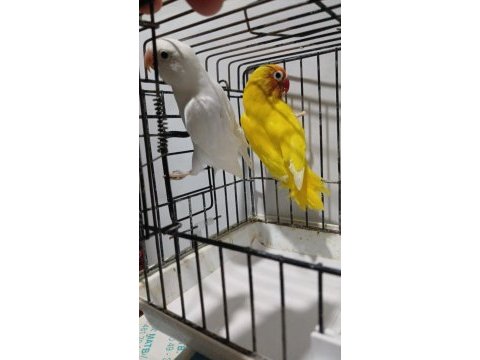 Lutino albino takım papağanlar