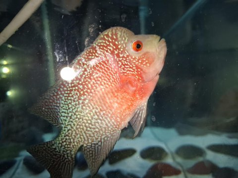Erkek flowerhorn