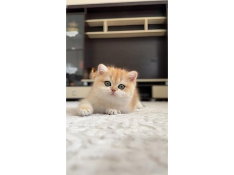 Şampiyon annenin kızı british shorthair