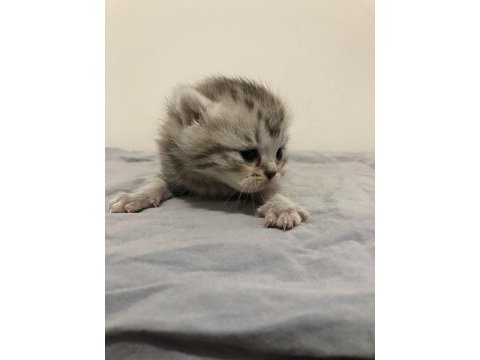Yeni minik yavrularım british shorthair