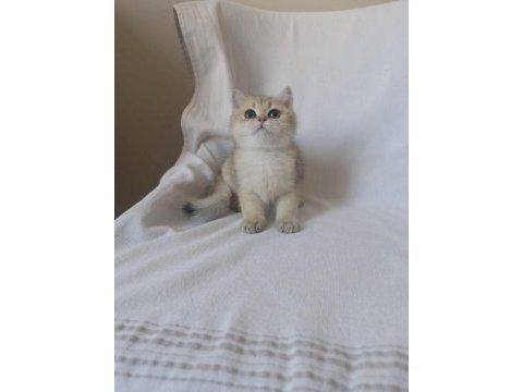 Safkan cana yakın sosyal british shorthair bebekler