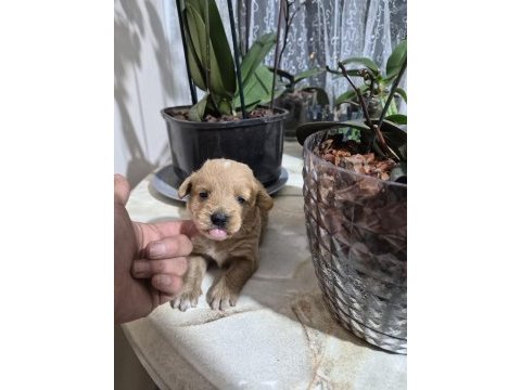 Maltipoo yavrularımız
