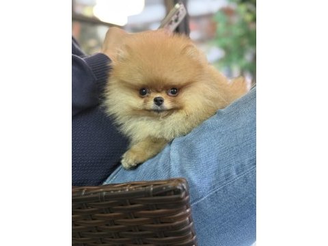 Güler yüzlü pomeranian kızımız tam bir ayıcık