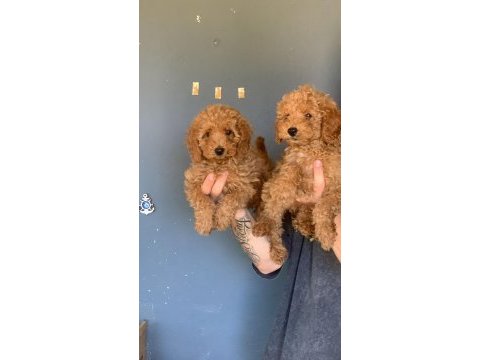 Sevimli poodle tüy dökmeyen harika dostlar