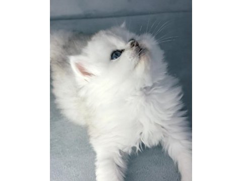 Yakışıklı british longhair ares