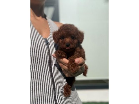 Toy poodle dişi yavrumuz