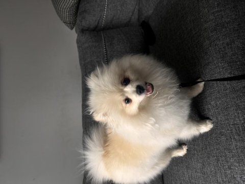 6 aylık dişi pomeranian boo aşıları tam cipli