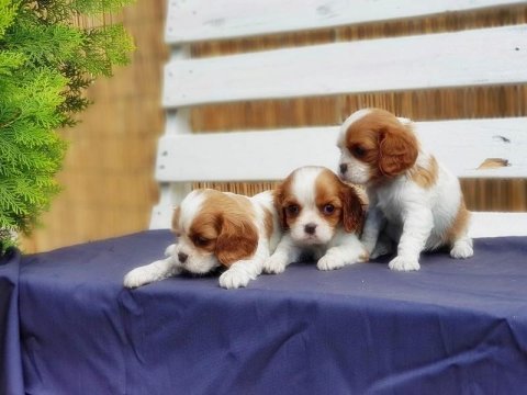 Cavalier king charles yavrusu