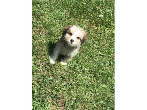 3 aylık terrier yavru