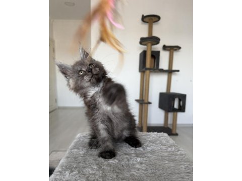 Maine coon ns erkek black smoke