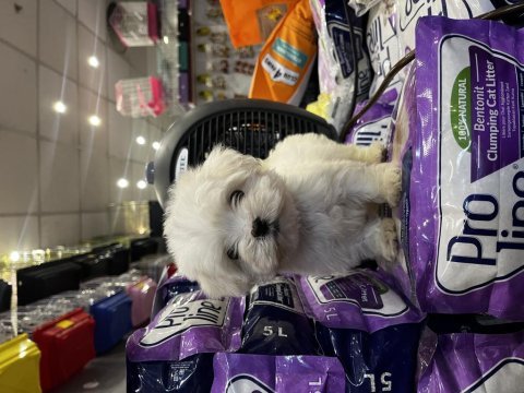 Ev doğumlu maltese yavrular (uygun)