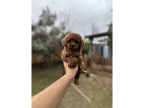 Sağlık ve ırk garantili toy poodle  yavrularımız 