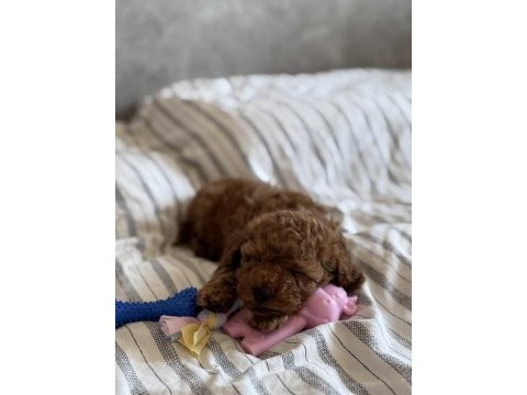 Tuvalet eğitimli toy poodle