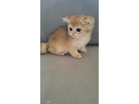 British shorthair golden erkek yavru