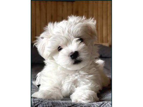 Mükemmel kalite maltese terrier yavrularımız