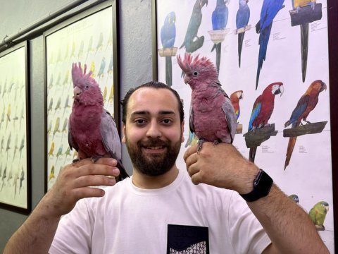 60 günlük bebek belgeli gül kakadu yavrularımız