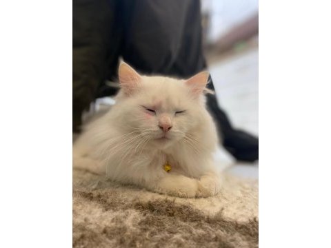 2 yaşında british longhair sahiplendirilecektir