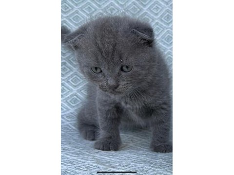 Sahiplendirme british shorthair