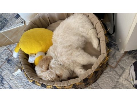 Aşıları tam erkek minik maltipoo yavru