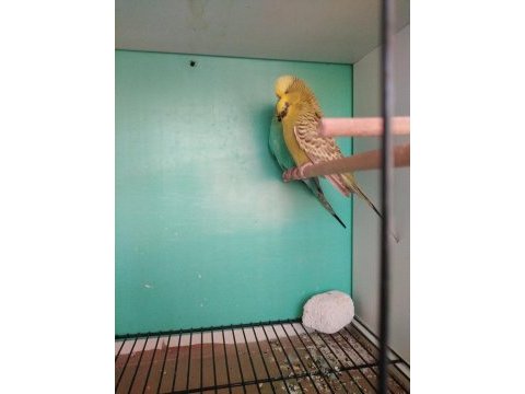 Kafes ve jumbo çift isteyene ve heveslisine muhabbet kuşlar