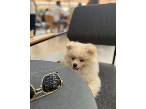 Köpeğimiz için daha önceden bakanlar lütfen iletişime geçsin