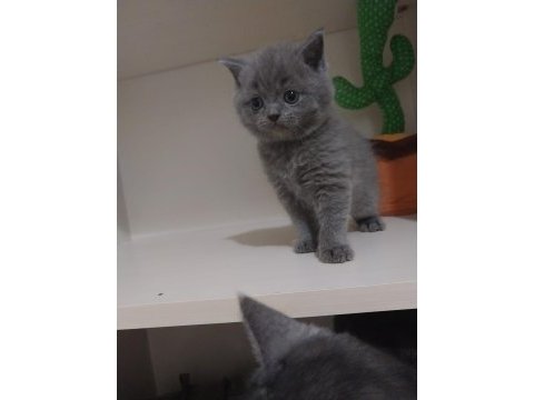 8 şubat doğumlu sağlıklı british shorthair paşalar