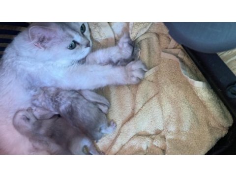 British longhair annenin bebişleri