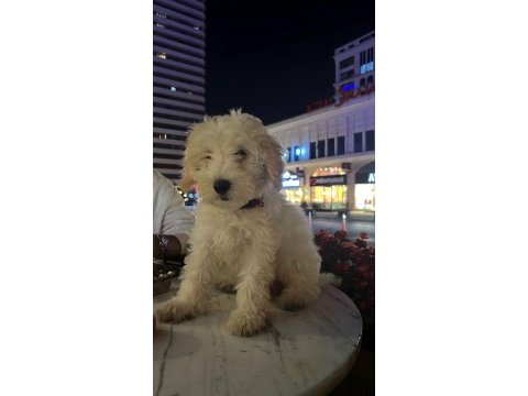 3 aylık yavru maltipoo