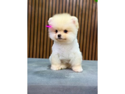 Show kalite pomeranian boo yavrular