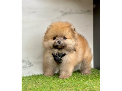 Sevimli pomeranian boo yavrularımız