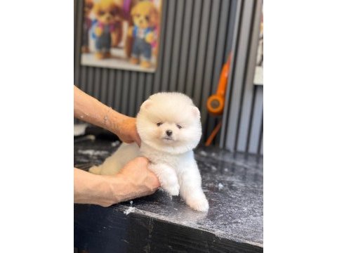 Ayıcık surat pomeranian
