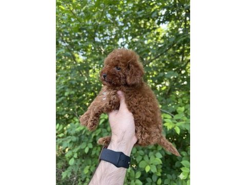 Safkan kore kan uygun fiyat sağlık garantisi poodle