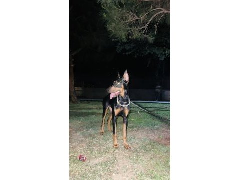 7.5 aylık doberman kızımız