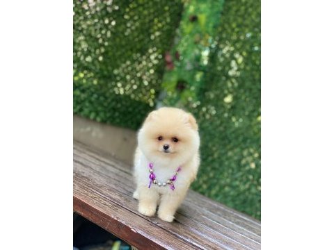 Pomeranian boo yavrularımız