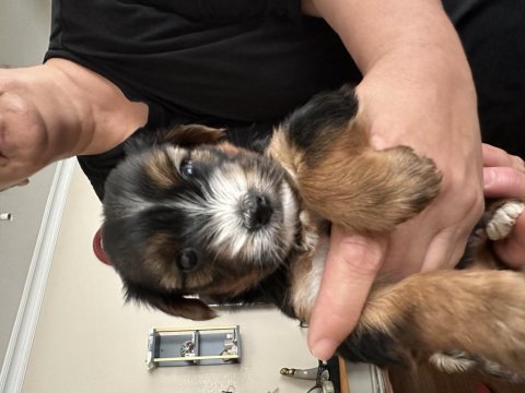 Orijinal yorkshire terrier yavrular