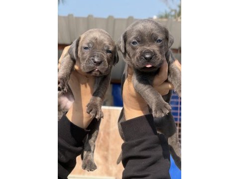 Cane corsa alan koruma köpeği yavruları 