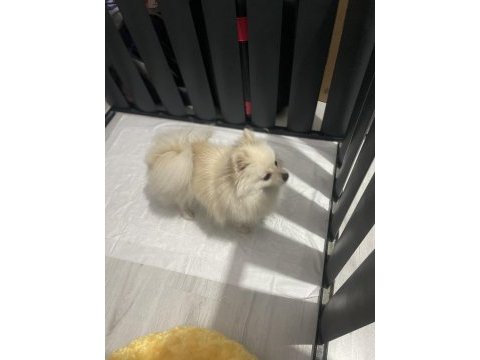 Ful eğitimli güzel pomeranian kızımız yeni yuvasını arıyor